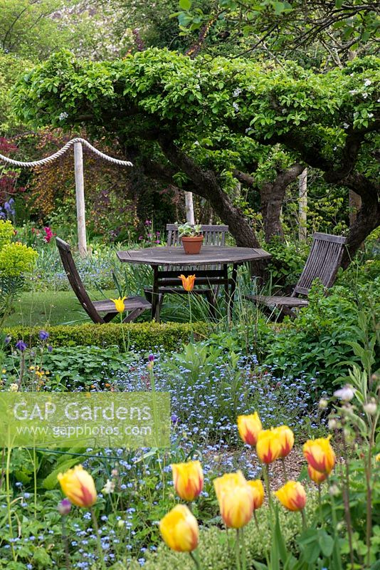 An old apple tree creates a natural canopy over a table and chairs, in a secluded corner. Seen over beds of tulips, geums, euphorbia and forget-me-nots. Behind, rope swag creates a division 