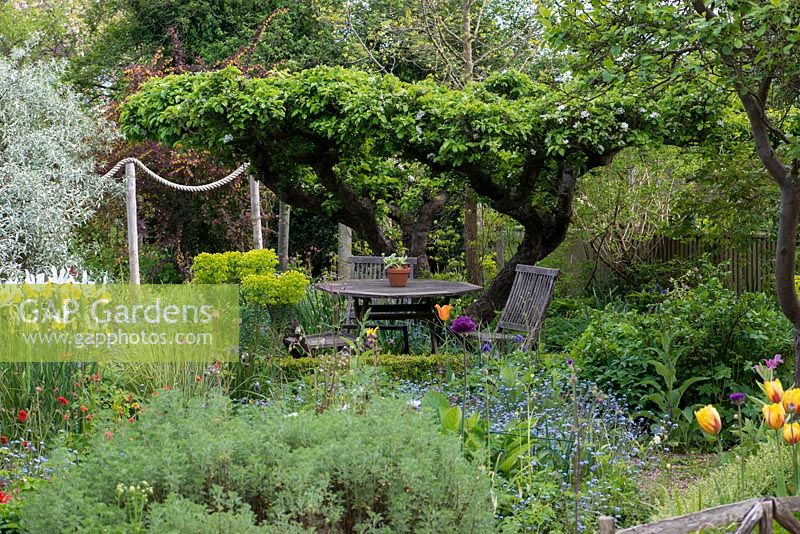 An old apple tree creates a natural canopy over a table and chairs, in a secluded corner of this L-shaped garden. Seen over beds of allium, tulips, Iris 'Apollo', geums, euphorbia, centaurea and forget-me-nots.