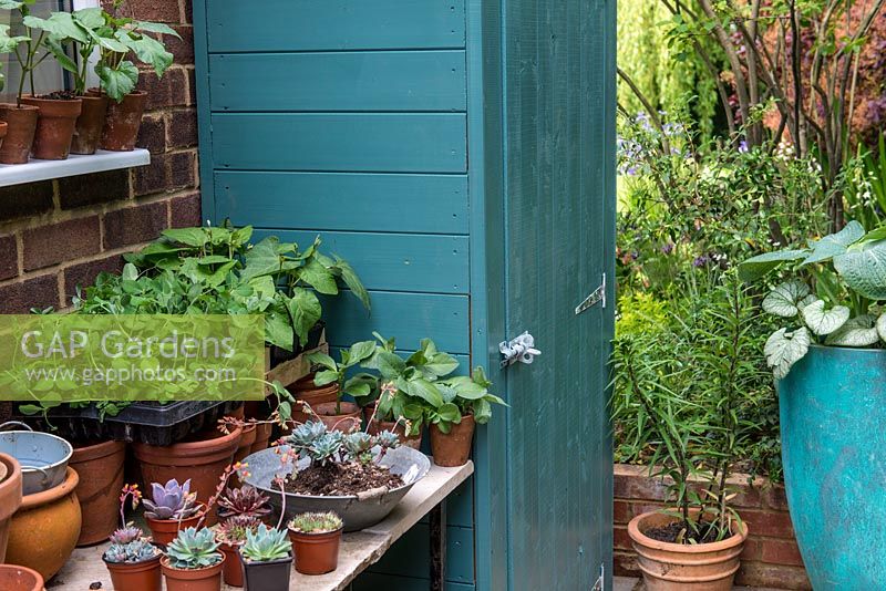 Every bit of space is utilised in a narrow side alley with a garden shed and work bench with succulents and vegetable plants ready to be planted out.
