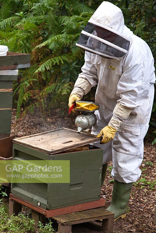Beekeeping - a beekeeper wearing protective clothing using a bee smoker in a hive