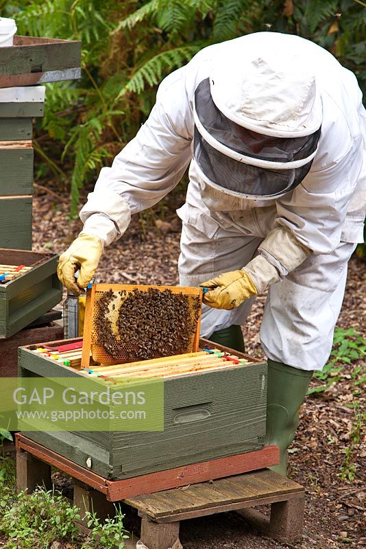 Beekeeping - a beekeeper taking out a wooden frame covered with bees making honey