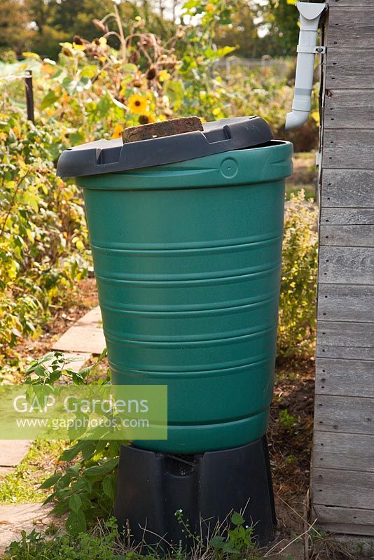 Allotments - a water butt for collecting rainwater 