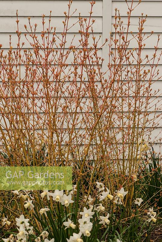 Narcissi underplanting Cornus Winter Beauty