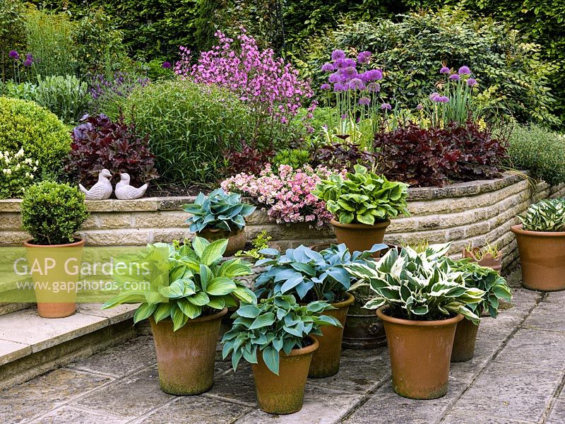 Arrangement of pots filled with hostas on patio beside steps and retaining wall. Behind, bed planted with heuchera, ragged robin, rock rose, Allium Globemaster and box ball.