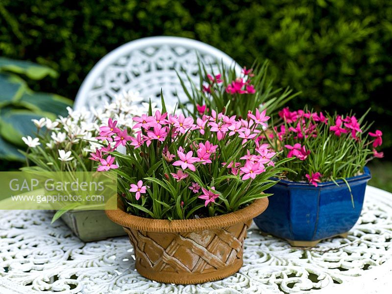 Terracotta and glazed pots of pink and white Rhodohypoxis baurii, on white metal table.