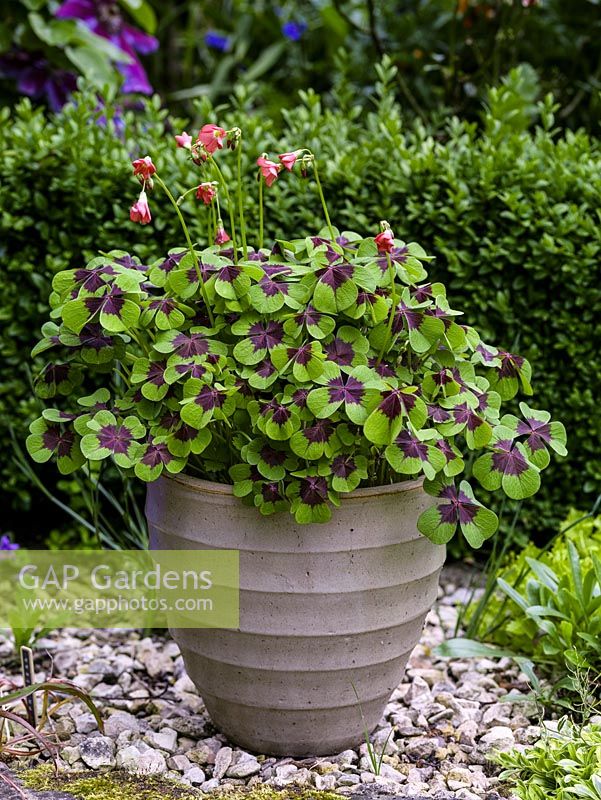 Oxalis tetraphylla Iron Cross, Good Luck Plant or Lucky Clover, a perennial with four-lobed leaves splashed purple in the centre.