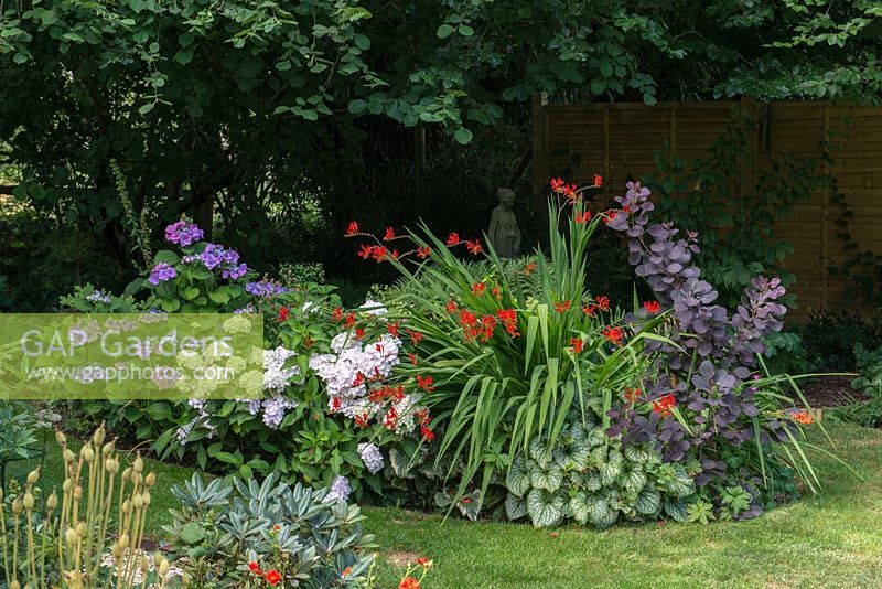 A shady island bed planted with purple and white Hydrangea, Crocosmia, Brunnera and Cotinus.