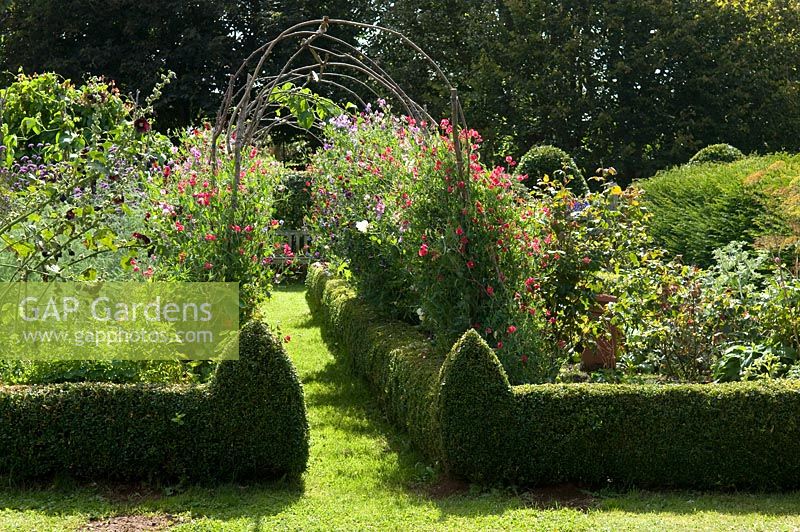 Sweet pea arch in vegetable garden