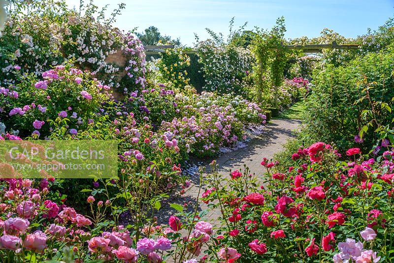 The Long Garden. David Austin Rose Gardens, Albrighton, Wolverhampton. June