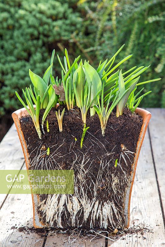 Multi Layered Bulb container displaying root development of bulbs