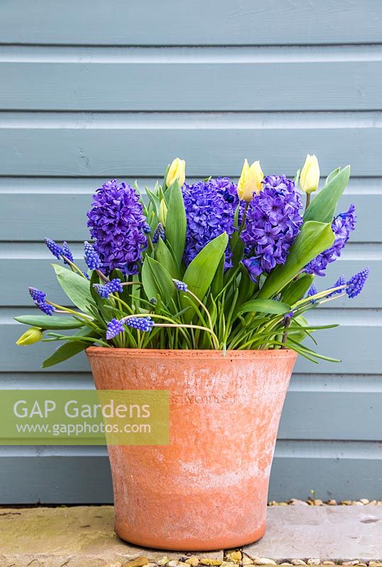 Multi layered bulb container with Muscari armeniacum, Hyacinthus orientalis 'Delft Blue' and Tulip 'Sunny Prince' in bloom