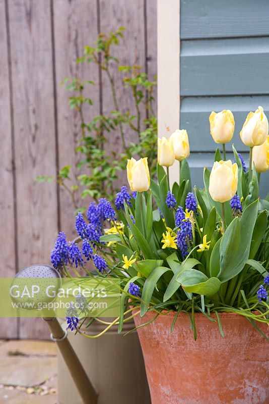 Multi Layered Bulb container with Narcissus 'Hawera', Muscari armeniacum and Tulip 'Sunny Prince' in bloom
