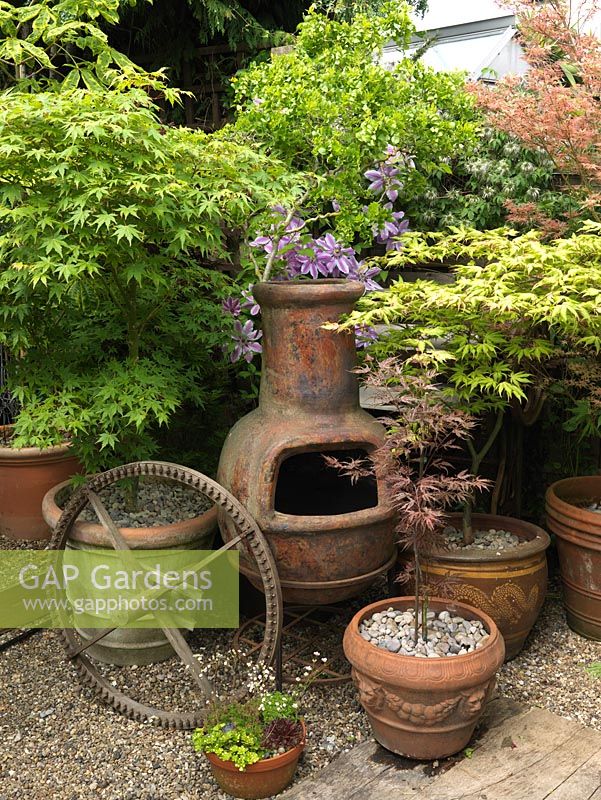 Arrangement of chimera and old metal wheel amongst pots of acers. Behind, Clematis Carnaby.