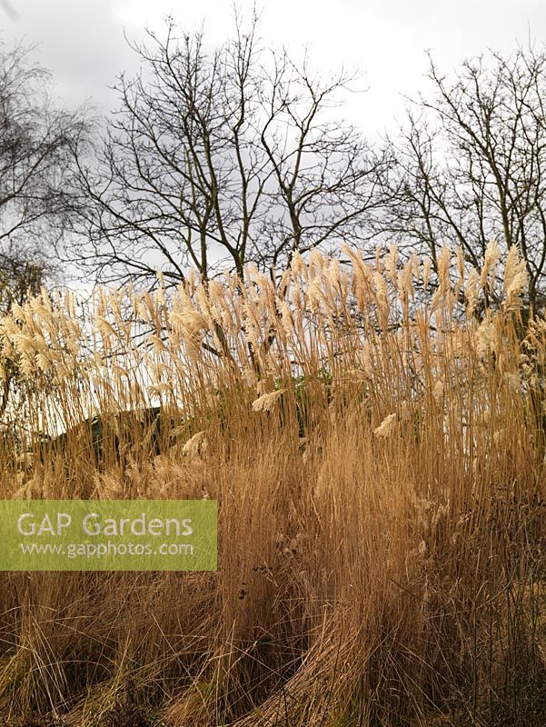 Midwinter grass beds, waves of lofty Miscanthus sinensis Goliath and Professor Richard Hansen, against a wintry sky against which are silhouetted naked trees.