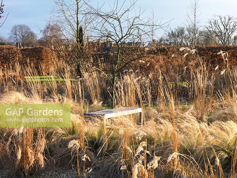 Midwinter grass beds with various miscanthus, Stipa tenuissima and Calamagrostis x acutiflora Overdam and Karl Foerster. Behind, hornbeam hedge and distant trees.