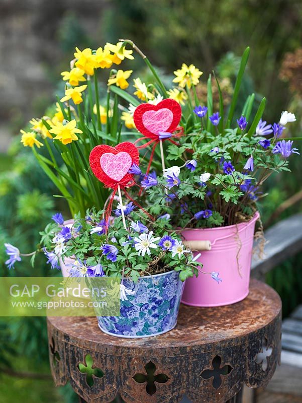 Winter containers of Anemone blanda and daffodils, with felt hearts for Valentine's Day.