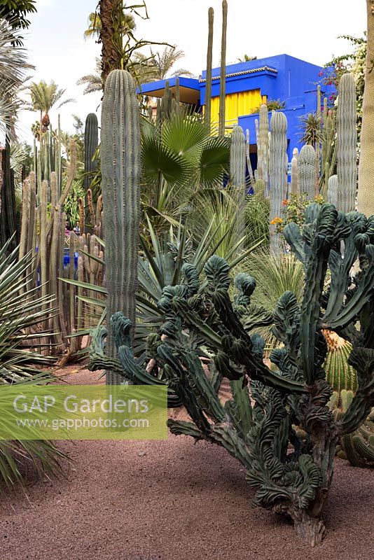Jardin Majorelle Yves Saint Laurent garden, Trichocereus cristata, Pachycereus pringlei, Cleistocactus in front of painting studio in cactus garden
