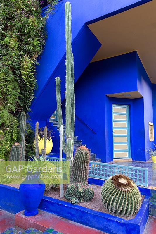 Collection of cacti against the blue walls at Jardin Majorelle, Yves Saint Laurent garden 