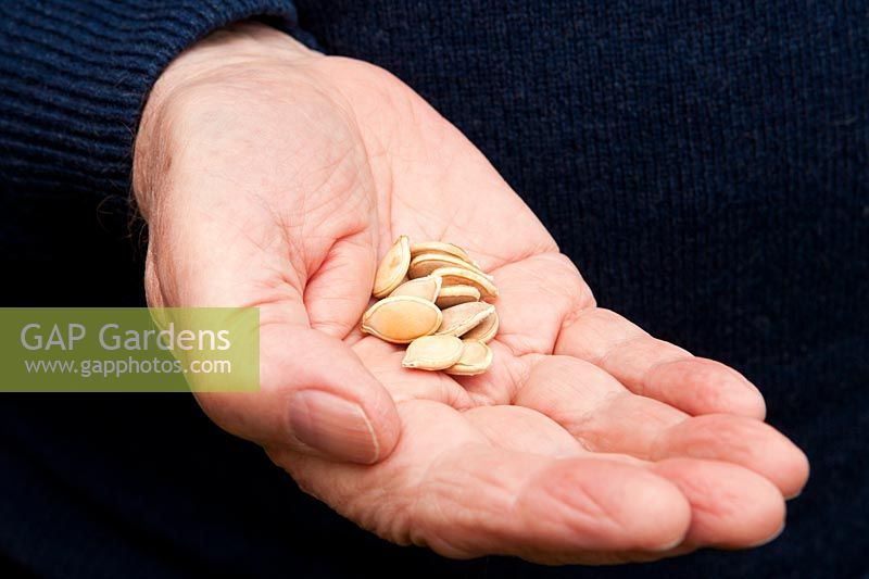 Mans hand holding pumpkin seeds - variety Potimarron, ready for planting in late spring