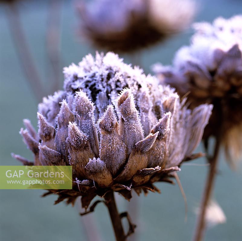 Cynara cardunculus, cardoon, frosted flower head in deepest winter.