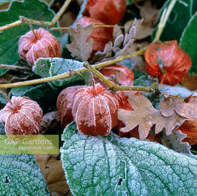 Physalis alkekengi - Frost covers orange Chinese lanterns and autumn oak leaves.
