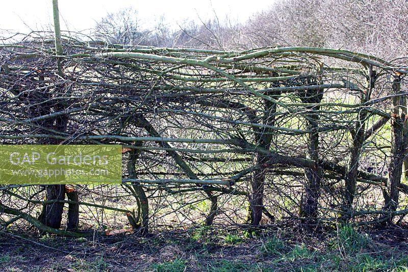 Jef Gielen made this braided hedge in broken technique.