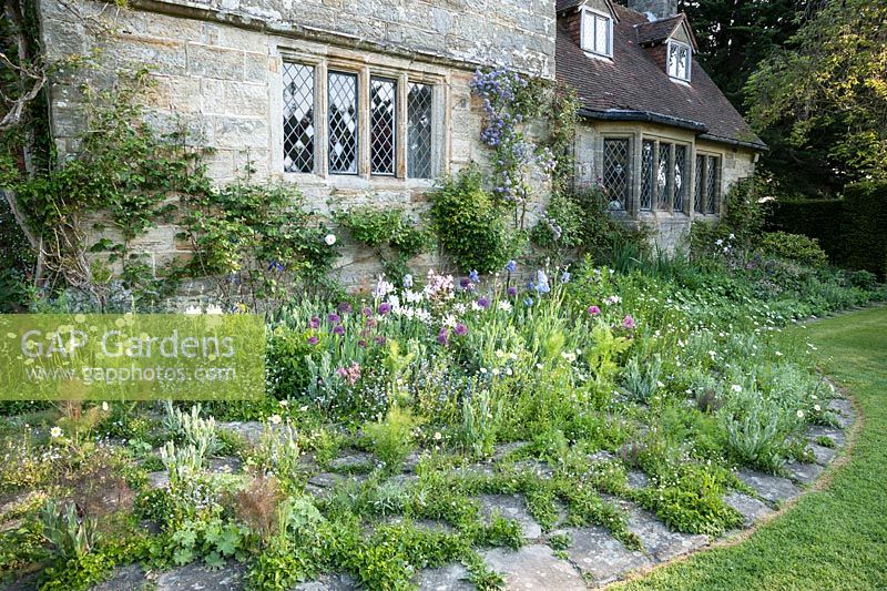 Border and paving beside Grade II Jacobean manor house is self seeded with lychnis, fennel, ox-eye daisies, aquilegias and forget-me-nots, plus irises and alliums. King John's Nursery, Etchingham, East Sussex, UK