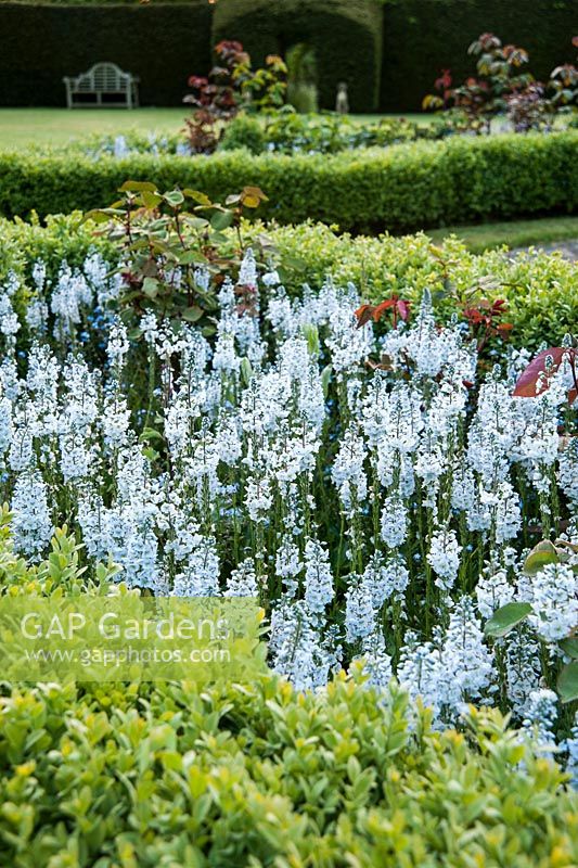 Box edged beds filled with Veronica gentianoides in the formal garden. King John's Nursery, Etchingham, East Sussex, UK