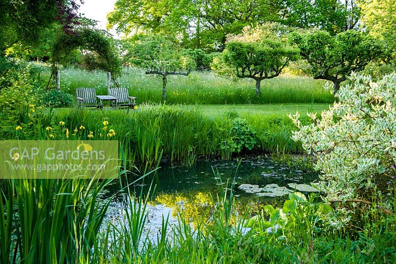 Naturalistic pond surrounded by yellow flag iris, Iris pseudacorus, ferns, reeds and cornus, with espaliered apples beyond running along the edge of the meadow. King John's Nursery, Etchingham, East Sussex, UK