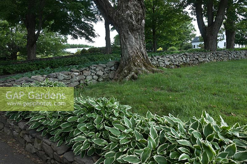 Hosta lined laneway and stone wall at White Flower Farm, Connecticut USA