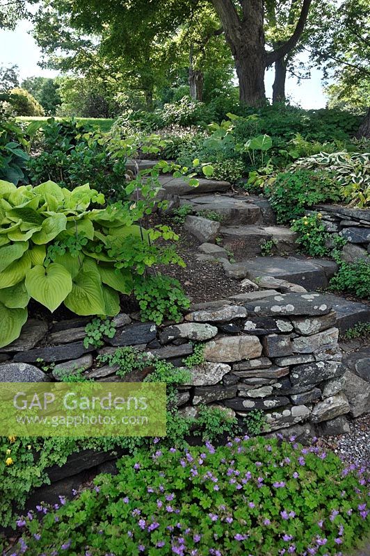 White Flower Farm stone steps with hosta hybrid, geranium, corydalis