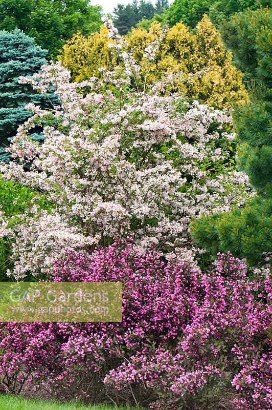Shrub border in bloom in springtime. Beauty Bush - Kolkwitzia amabilis 'Pink Cloud' and Weigela 'Fine Wine'  