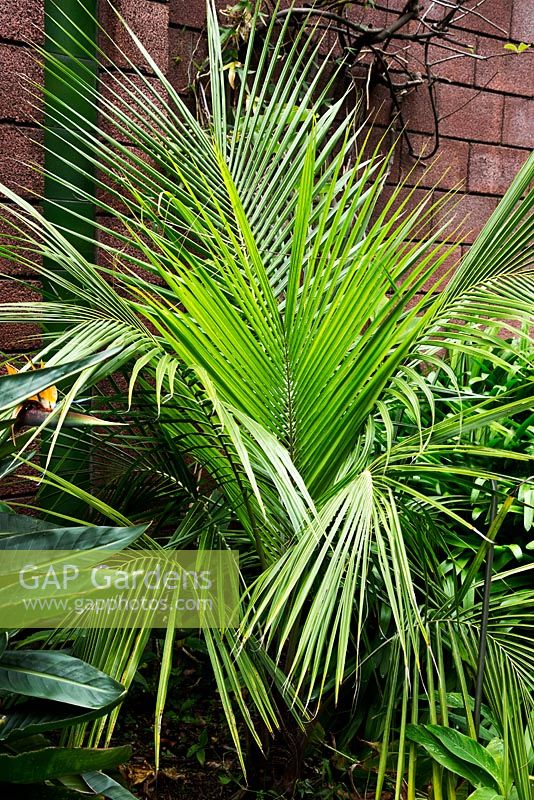 Beccariophoenix madagascariensis - Giant window-pane palm. Botanical Garden, Puerto de la Cruz, Tenerife.  February.