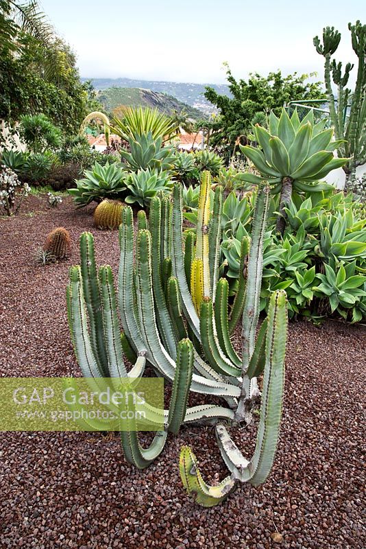 Euphorbia canariensis, Spurge, Cardon - endemic plant to lower dry Canary area. The Cactus Garden in a private garden. Puerto de la Cruz, Tenerife.  February.