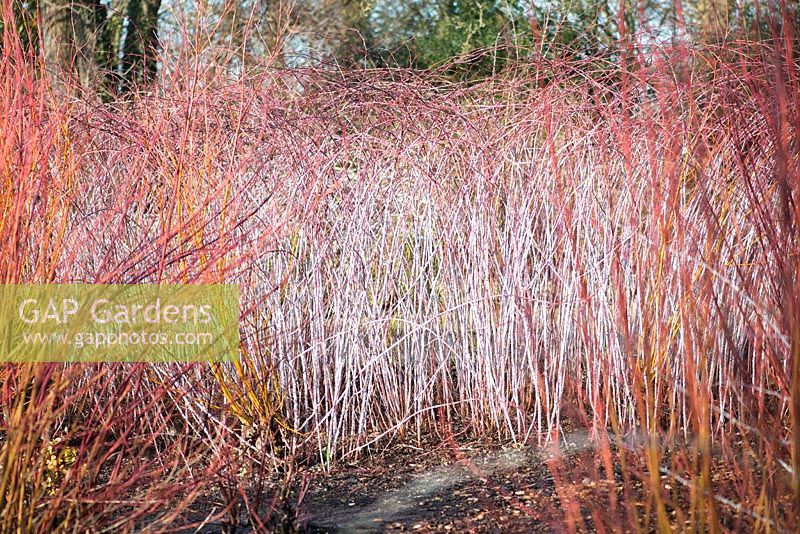 Rubus biflorus, Cornus sanguinea 'Midwinter Fire' and Salix, RHS Gardens, Wisley, Surrey