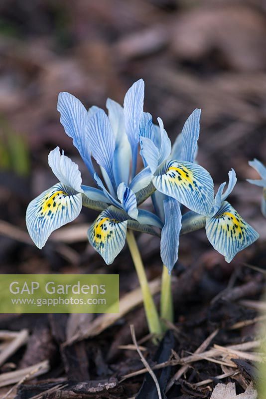 Iris reticulata 'Katharine Hodgkin' 