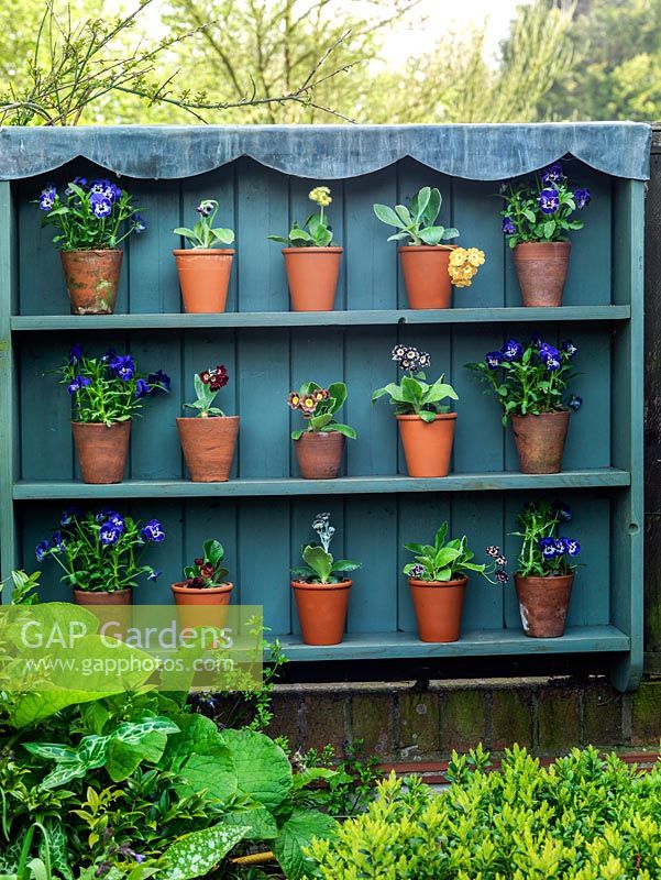 Auricula Theatre in shady spot against fence, adding interest to an otherwise redundant space. Old terracotta pots filled with Auriculas and violas.