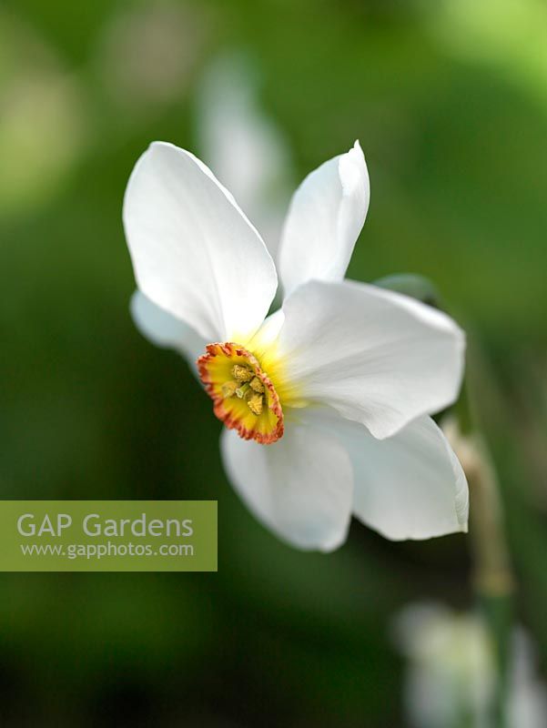 Narcissus Actaea, a poeticus daffodil which bears single, fragrant flowers in spring. Naturalises well.