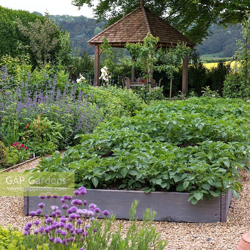 A vegetable garden with raised beds containing potatoes, carrots, peas, chives and lettuce varieties.
