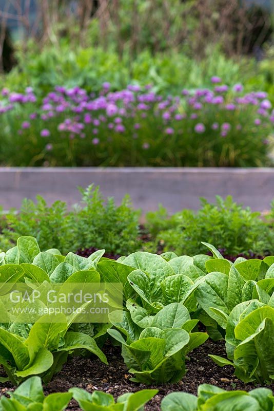 In raised beds, rows of lettuce, carrot and chives.