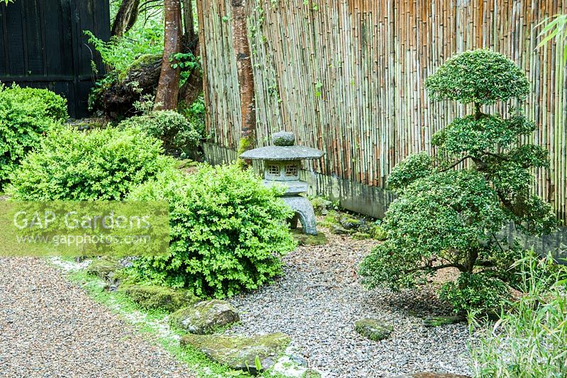 Cloud pruned Ilex crenata, box, bamboo and a stone lantern against a bamboo fence. The Japanese Garden and Bonsai Nursery, St.Mawgan, nr Newquay, Cornwall