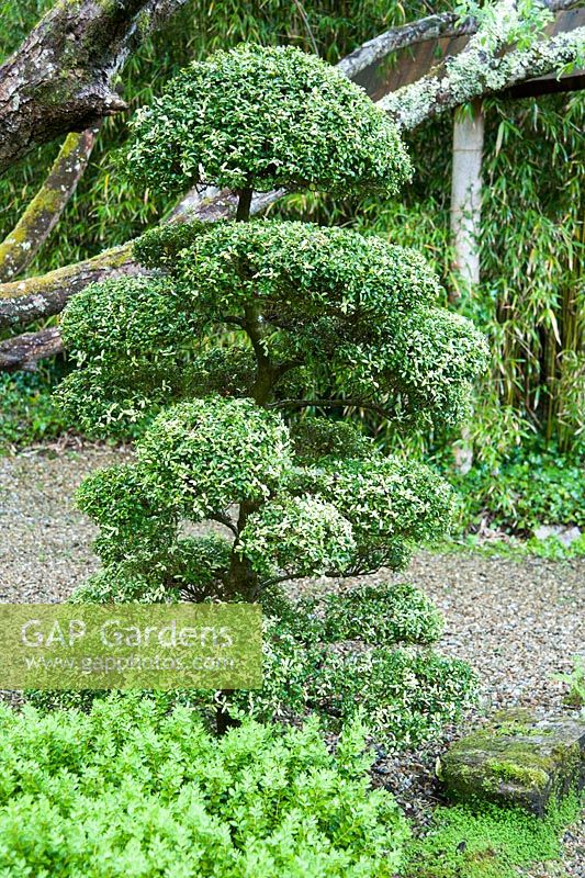 Cloud pruned Ilex crenata, Japanese holly, beside a path with box and bamboos. The Japanese Garden and Bonsai Nursery, St.Mawgan, nr Newquay, Cornwall