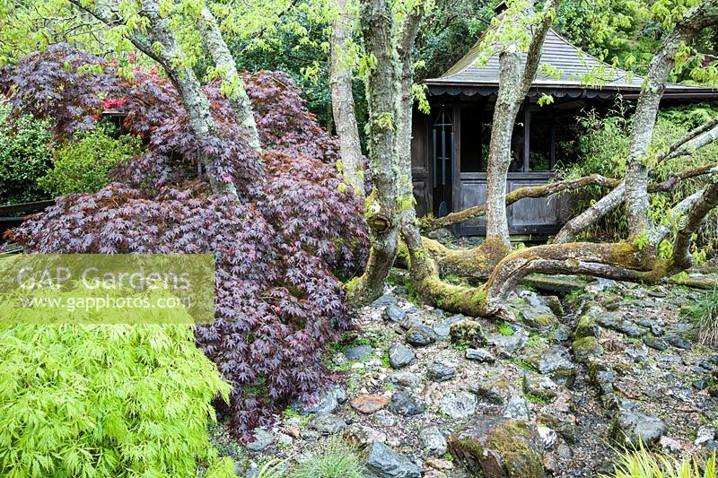 Japanese teahouse framed by snaking branches of an old oak tree, with colourful foliage of acers and vivid Hakonechloa macra 'Aureola'. The Japanese Garden and Bonsai Nursery, St.Mawgan, nr Newquay, Cornwall
