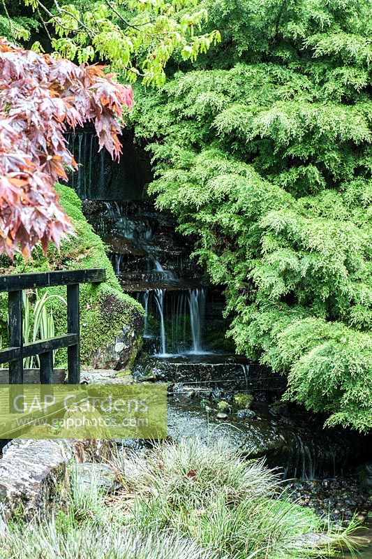 Waterfall cascades water into the pond framed by junipers, acer and with Acorus gramineus 'Variegatus' in the foreground. The Japanese Garden and Bonsai Nursery, St.Mawgan, nr Newquay, Cornwall