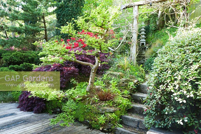 Cloud pruned elm Ulmus x hollandica 'Jacqueline Hillier' alongside dark acer and red rhododendron around decking from which steps lead framed by timber archway supporting wisteria. The Japanese Garden and Bonsai Nursery, St.Mawgan, nr Newquay, Cornwall