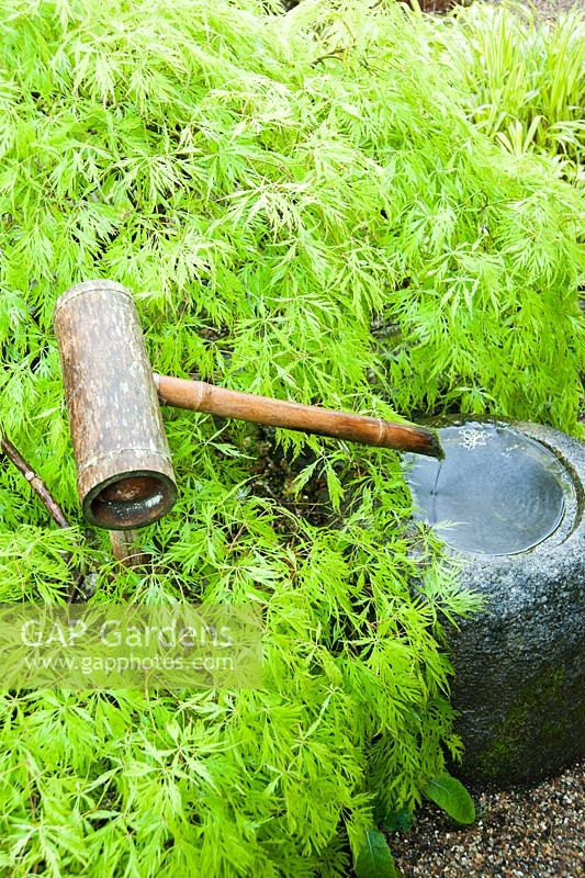 Water basin with bamboo spout surrounded by fresh new acer foliage. The Japanese Garden and Bonsai Nursery, St.Mawgan, nr Newquay, Cornwall 