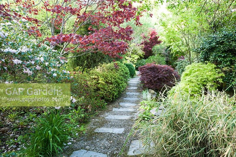 Stone and gravel path though the garden framed with bamboos, acers, rhododendrons and azaleas. The Japanese Garden and Bonsai Nursery, St.Mawgan, nr Newquay, Cornwall