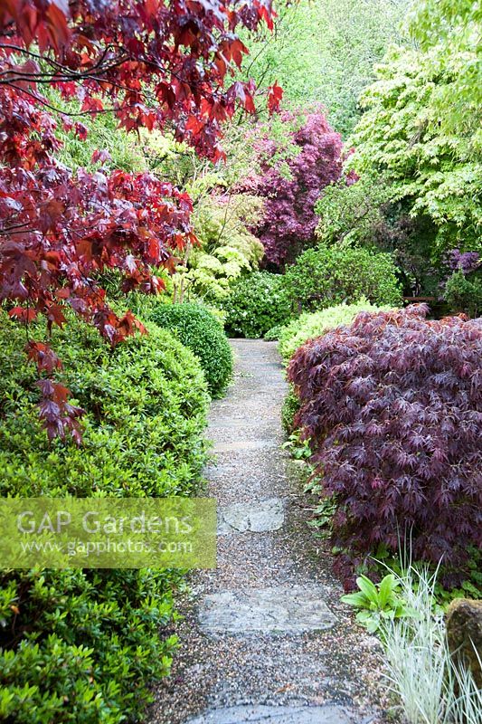 Stone and gravel path framed with acers, azaleas and clipped box. The Japanese Garden and Bonsai Nursery, St.Mawgan, nr Newquay, Cornwall 