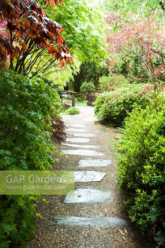 Stone slab and gravel path through the garden framed by white flowered azaleas and acers. The Japanese Garden and Bonsai Nursery, St.Mawgan, nr Newquay, Cornwall 
