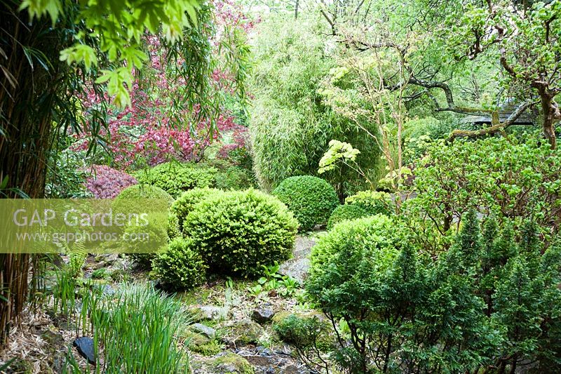 Clipped box, junipers, bamboos and acers along a rocky stream. The Japanese Garden and Bonsai Nursery, St.Mawgan, nr Newquay, Cornwall 